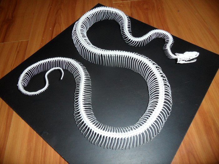 le serpent d ocean история
