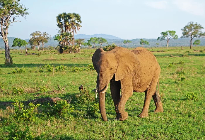 A little bit of Africa - My, Africa, Travels, Photo tour, Animals, Elephants, a lion, Tanzania, Longpost