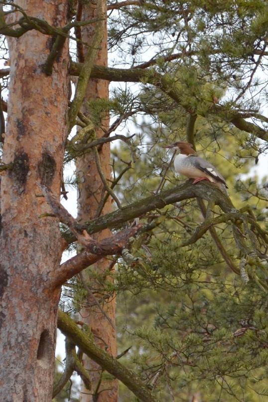 In the Leningrad region, a local resident has been watching a hollow tree for six years. Something amazing is always happening in it - Duck, Squirrel, Woodpeckers, Birds, Animals, The photo, Bird watchers, Ornithology, Primorsk, Longpost