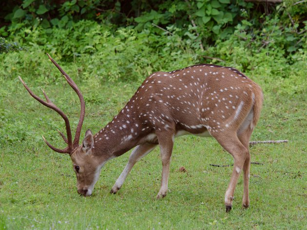 A list of invasive species in Europe that must be urgently eradicated has been compiled - Invasive species, Harm, Fight, Europe, Ecosystem, Longpost