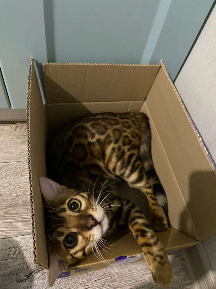 When you found out that the box is not for you - My, Bengal cat, Box, Pets, Family member, cat