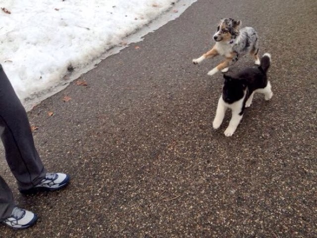 Henry Cavill and his super dog Kal-El - Henry Cavill, Dog, American Akita, The photo, Animals, Actors and actresses, beauty, Milota, GIF, Longpost, Celebrities