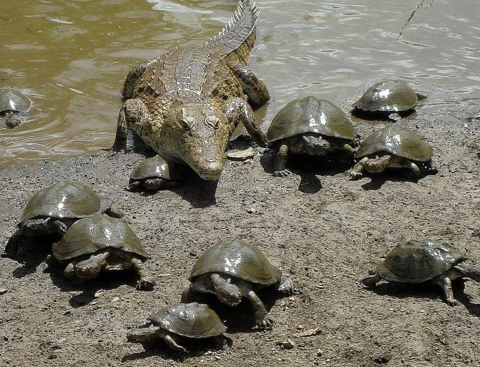 Fauna of the Seventh Continent, or one of the Memoirs of the end of the twentieth century - My, Renovation, Pager, Crocodiles, Turtle, Longpost