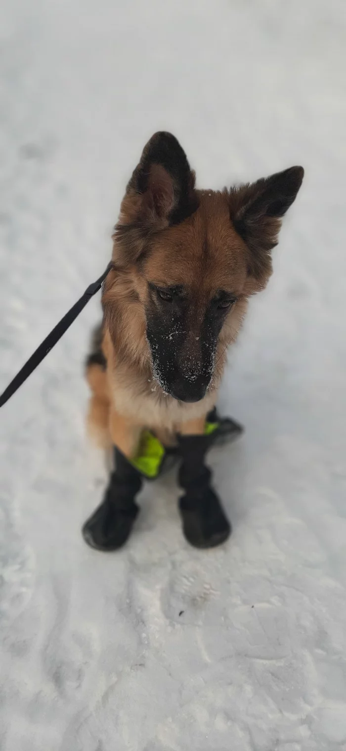 Universal sorrow - My, Dog, Snow, Shoes, Games, Video, Longpost