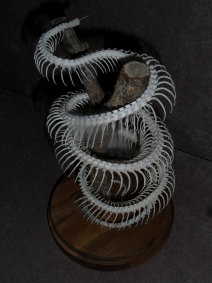 le serpent d ocean история