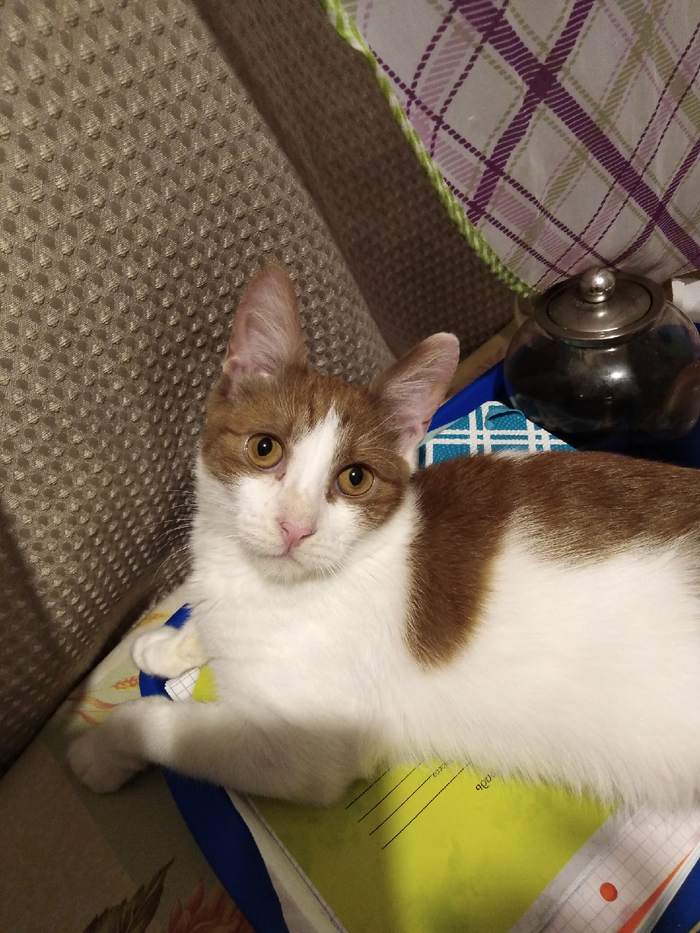 Котик в поисках дома