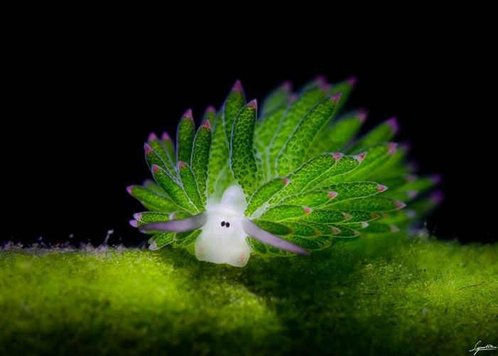 13 most unusual, rare and amazing plants and creatures - Animals, Plants, Nature, Botany, Facts, Planet, Peace, Longpost