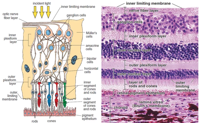 Physiology. Myths and misconceptions: vision - My, Vision, Physiology, Longpost