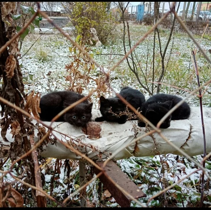 Котята и кошки ищут дом (Арамиль, Екб) - Моё, Котята, Бездомные животные, Длиннопост, Кот, Без рейтинга, Екатеринбург, В добрые руки