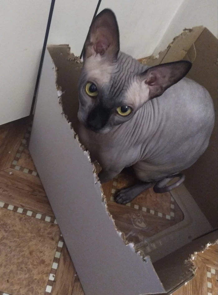 Your own designer - My, Sphinx, Box and cat, Gnaw, Video, Longpost, cat, Vertical video