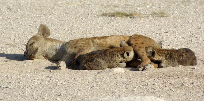 Mother hyena and her babies - Hyena, Spotted Hyena, Young, Feeding, Wild animals, wildlife, Africa, The photo, Mammals