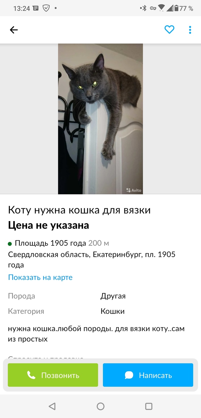 Коту нужна кошка для вязки | Пикабу