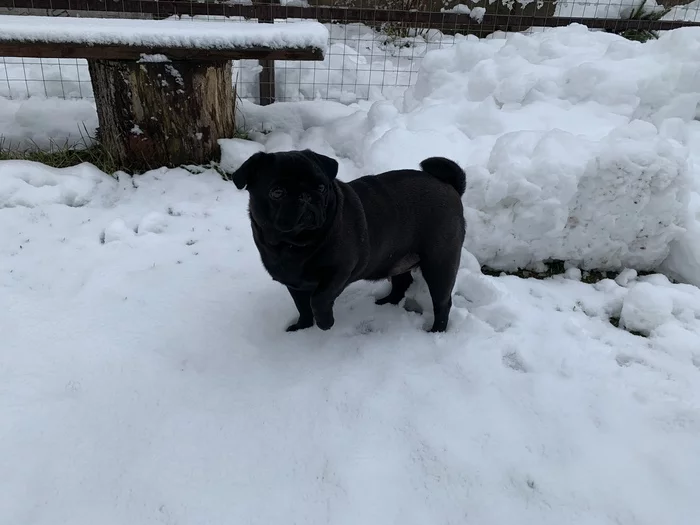 And so every time... - My, Pug, The photo, Spot, Snow, Black, Dog