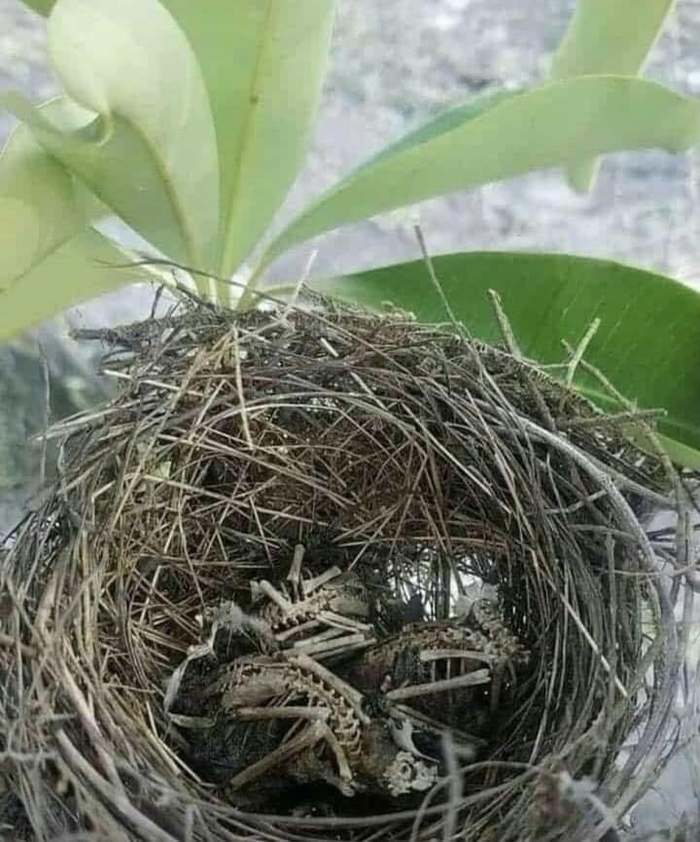 When the mother bird didn't return - Birds, Nest, Negative, Nature, Reddit