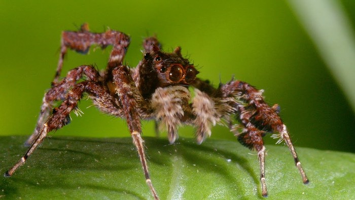Lolth #29.7(Flip-flap) , -, , , 