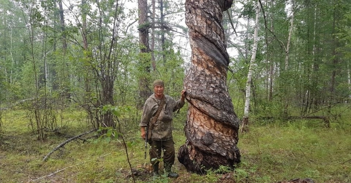 Будут расти в любом. Скрученное дерево в Якутии. Перекрученное дерево. Хочешь жить умей держаться дерево. Скрученные деревья в лесу.