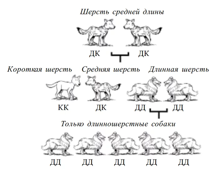 Несостоятельность теории эволюции - Ложь, Теория Дарвина, Несостоятельность, Эволюция, Длиннопост, Мракобесие, Псевдонаука