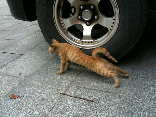 Get ready to exercise! Stretch your paws, stretch - cat, Puffs, Paws, Charger, Longpost