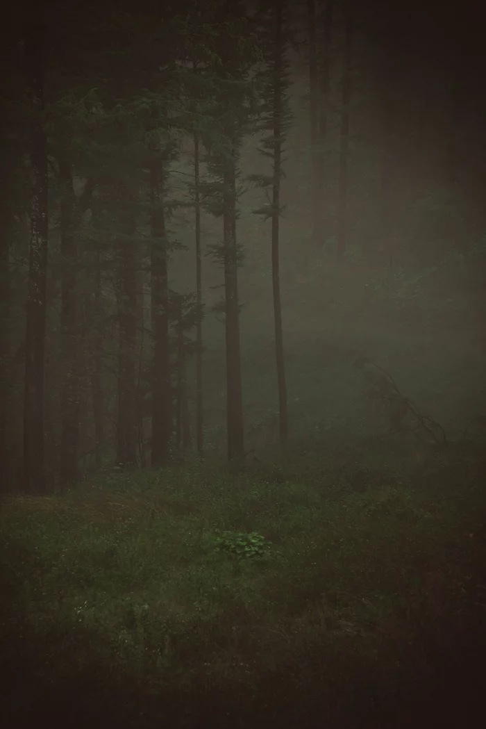 On the verge of perception 3 - My, Forest, Fog, Nature, Atmosphere, Mystic, Space, Air, Contemplation, , Minimalism, Silence, Calmness, Loneliness, Yuzhno-Sakhalinsk, Mountain air, Longpost