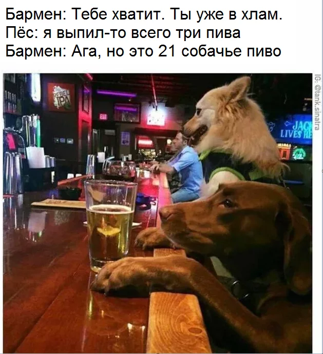 Dog beer - Bartender, Dog, Alcohol, Enough, Animals