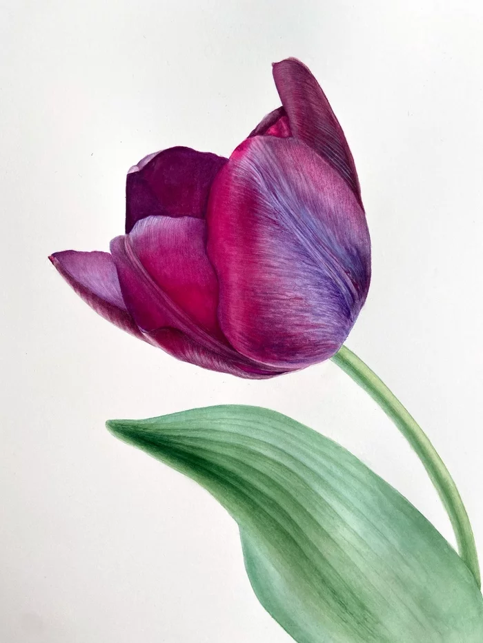 Tulip, watercolor - My, Watercolor, Art, Botanical illustration, Drawing