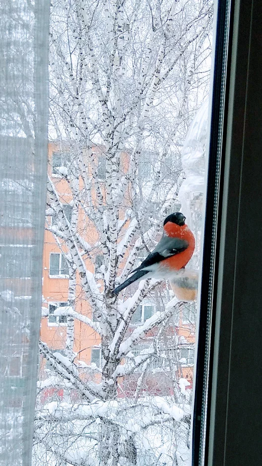 Bullfinch - My, Bullfinches, Trough