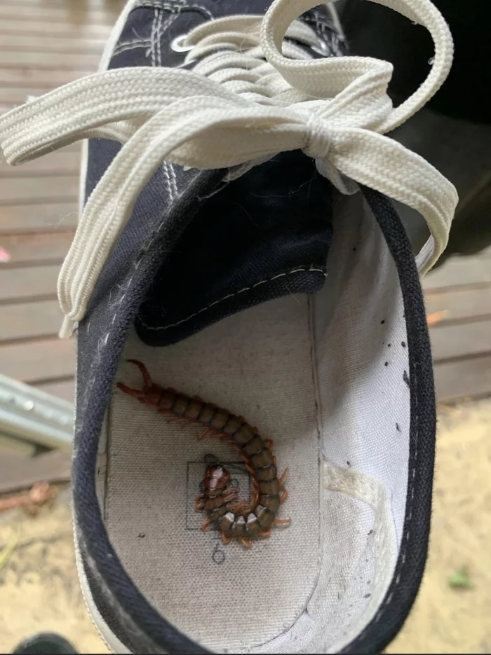 I noticed it in time - Animals, Hide and seek, Shoes, Centipede, Arthropods, Scolopendra