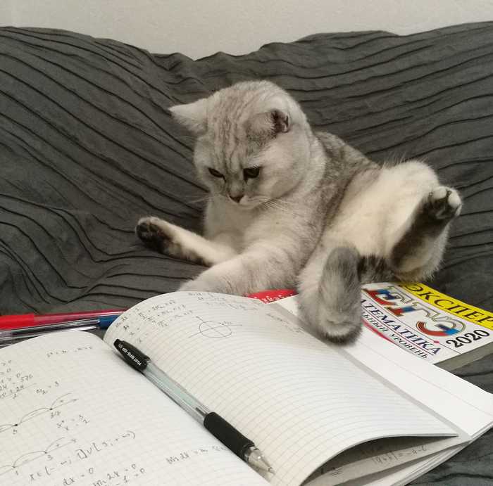 Study, study and study again - My, cat, Scottish Straight, Pet, Pets, Mathematics