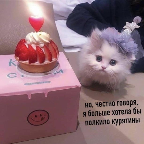 I would also... - cat, Cake, Longpost