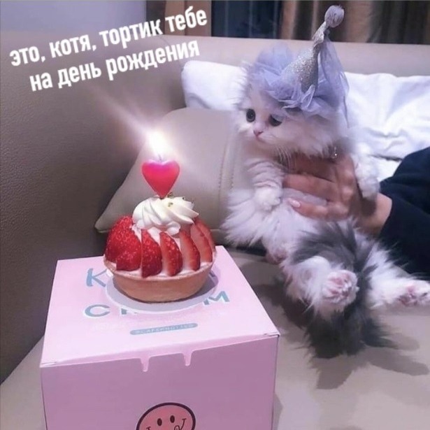 I would also... - cat, Cake, Longpost