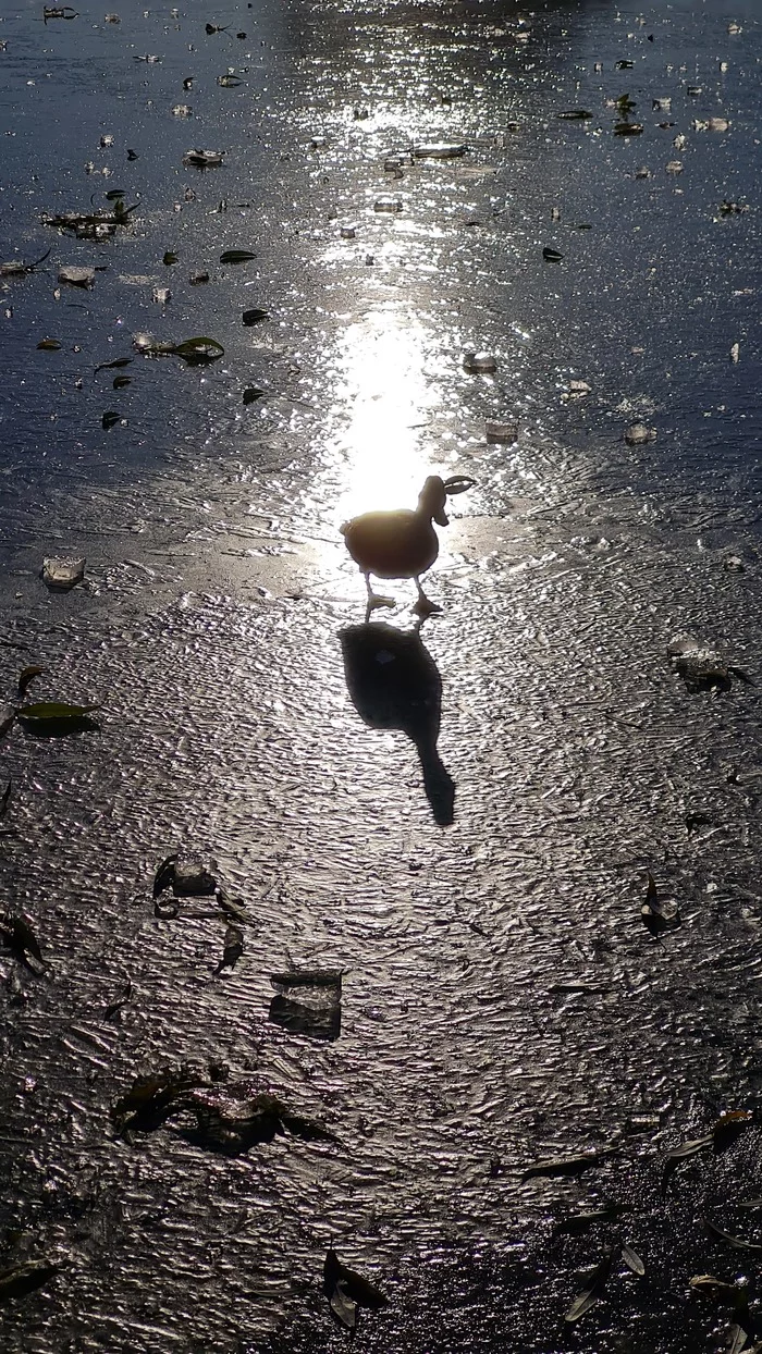 Winter has come - My, Winter, Mobile photography, The photo, Duck, Ice, Longpost