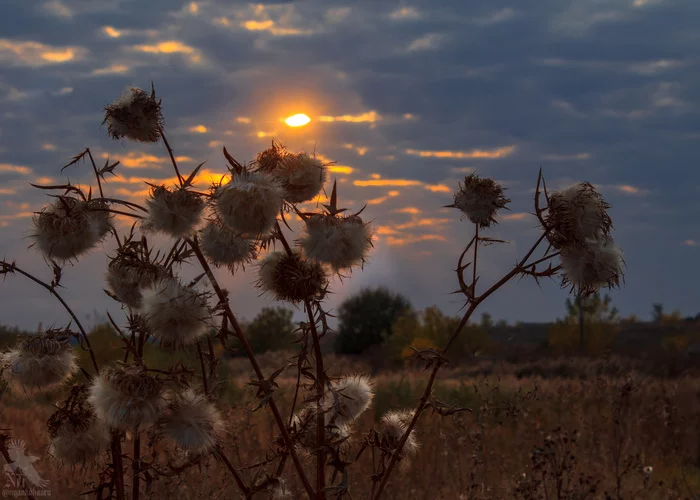 Late fall. Ryazan region, Skopin - My, Autumn, Ryazan Oblast, Skopin, The nature of Russia, The photo, Sunset, Longpost