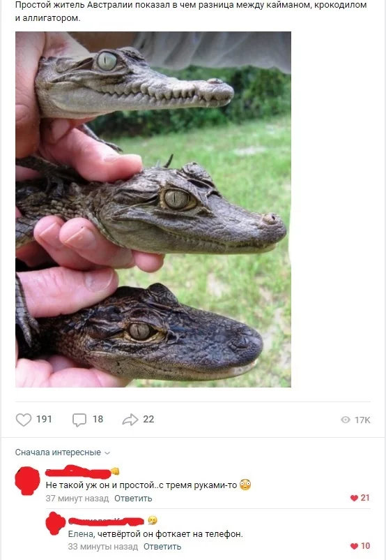 Typical Australia - Humor, Comments, Caiman, Alligator, Crocodiles, Screenshot, In contact with, Australia