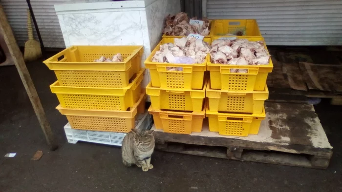 Odessa policeman - My, Odessa, cat