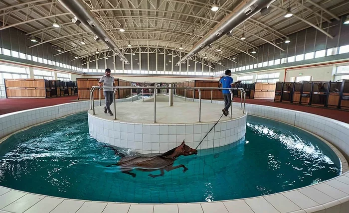 The horses live! Qatar has the coolest equestrian center - Qatar, Horses, Care, Longpost, Stable, Swimming pool, Solarium