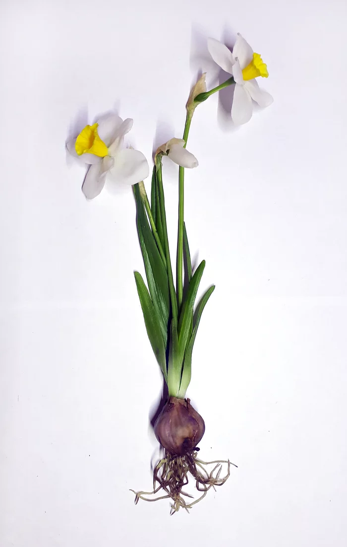 Handmade daffodil - My, Needlework without process, Cold porcelain, Handmade, Polymer clay, Flowers, Longpost, Daffodils flowers