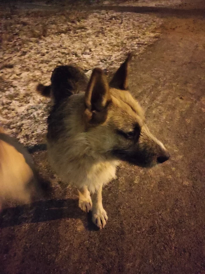 Lost in Kosino - No rating, , Animals, Dog, A loss, Lost, Longpost, Moscow, Kosino, , Found a dog