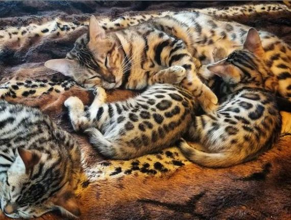 Mother - cat, Kittens, Pets