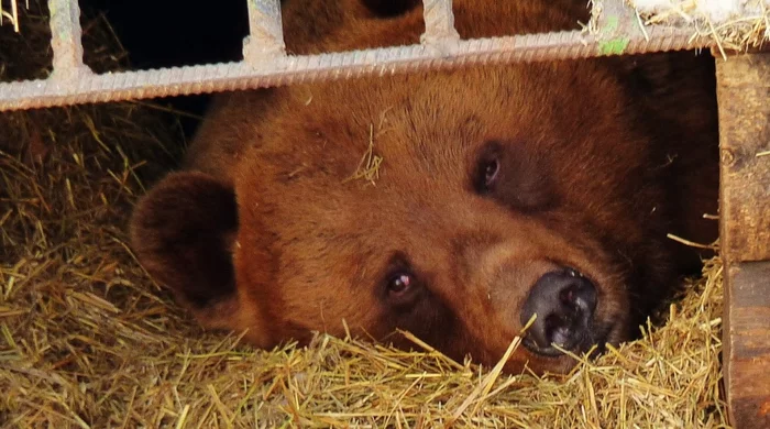 Omsk bear Foma despaired of waiting for the real Siberian winter and went to bed second... - The Bears, Hibernation, Zoo, Omsk region, Wild animals, Weather