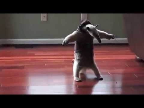 The anteater gets into a fighting stance - Ant-eater, Rack, Facts, Interesting