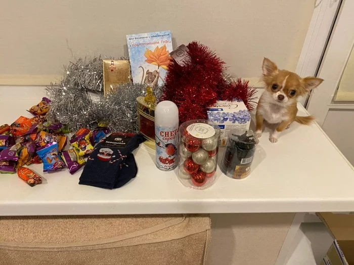 Anonymous Santa Claus 2020 - My, Secret Santa, New Year, Presents, Be aware of dogs, Chihuahua, Gift exchange