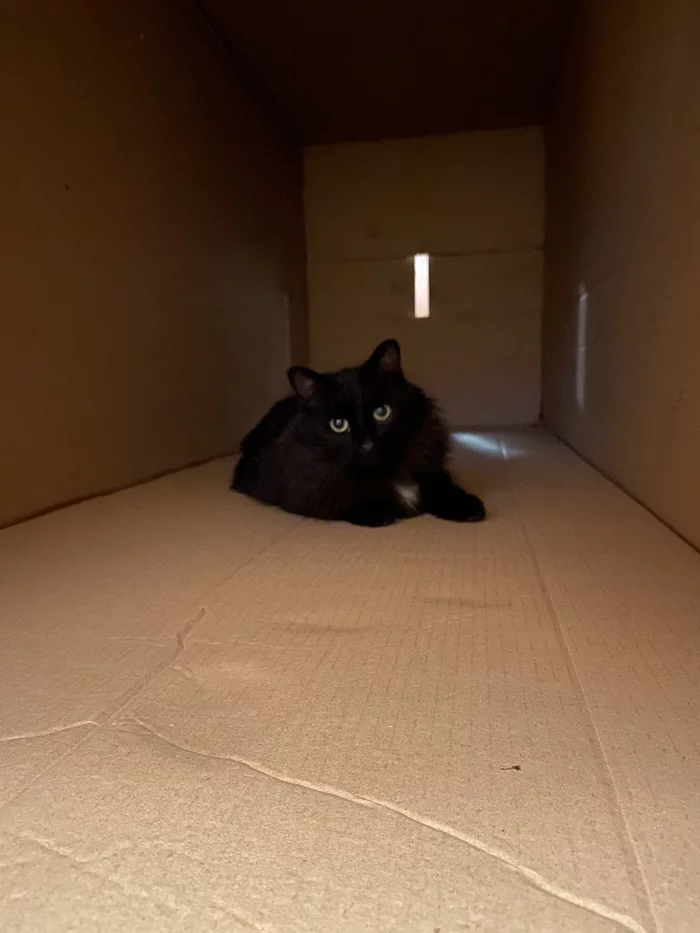 The box is what you need - My, cat, Black cat, Box and cat, Box