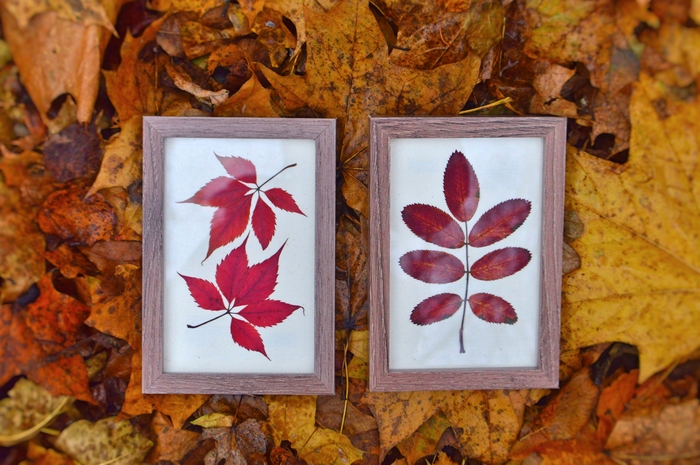 Осенние гербарии в рамке