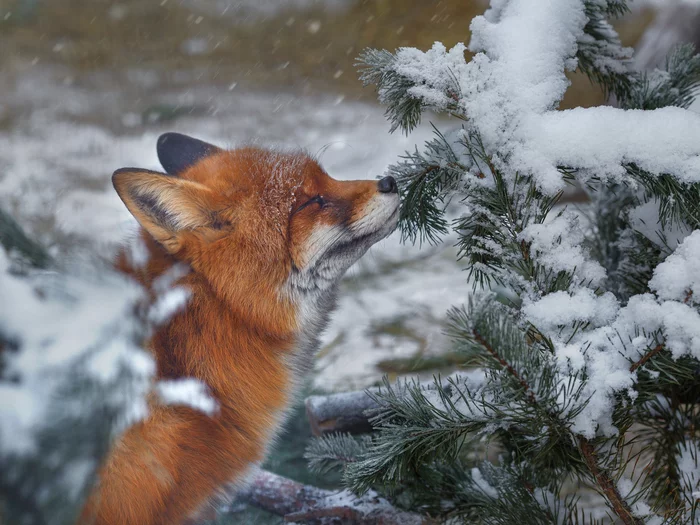 Simple fox happiness - Fox, Wild animals, Winter, Forest, Needles, The national geographic, The photo, beauty of nature