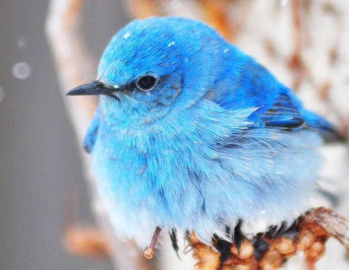 Omg! witter bird is real X (Twitter),   ,  ,  , ,  