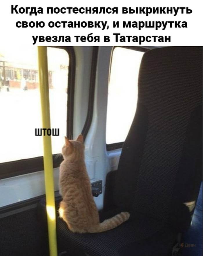 Vital - Humor, cat, Minibus, Tatarstan