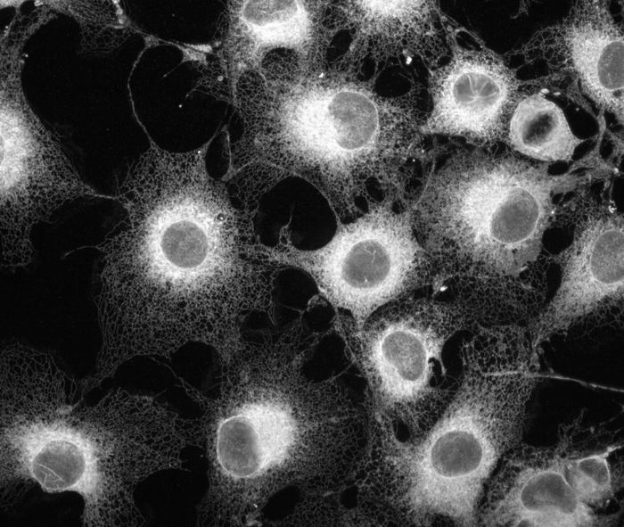 World of Cells [Scientific Photo Contest] - My, Scientific photo contest, cell division, Living cells, Rat, Longpost