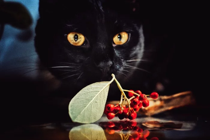 Black cat for your feed - My, cat, Black cat, The photo, Pets