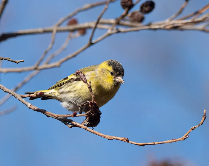 Chizhik-Pyzhik - My, Siskin, Birds, Chizhik-Pyzhik, Photo hunting, Longpost