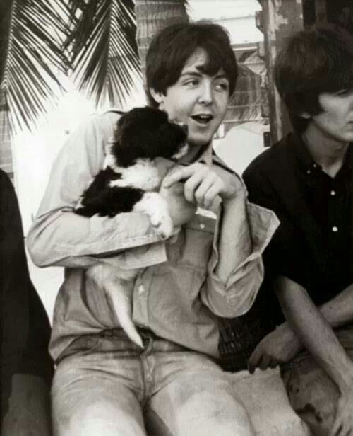 Paul McCartney's dog - Martha - Paul McCartney, Dog, Longpost